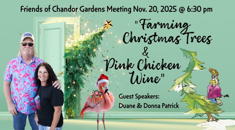 focg farming christmas trees nov2025 w