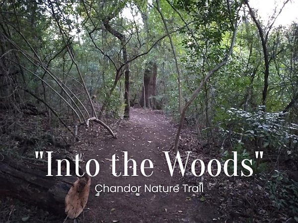 intothewoods chandornaturetrail w